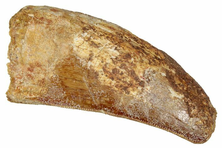 Serrated Carcharodontosaurus Tooth - Feeding Worn Tip #341119